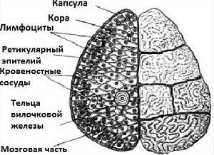 Реферат: Строение и функции вилочковой железы, рис.